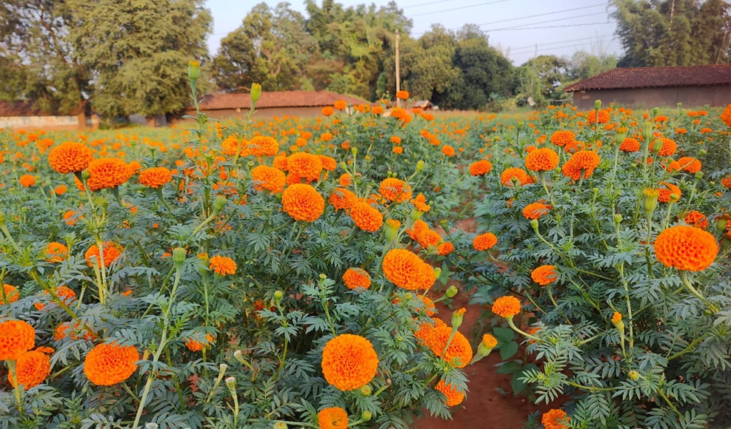 गेंदे की खेती कम लागत में ज्यादा मुनाफा 1 image 18