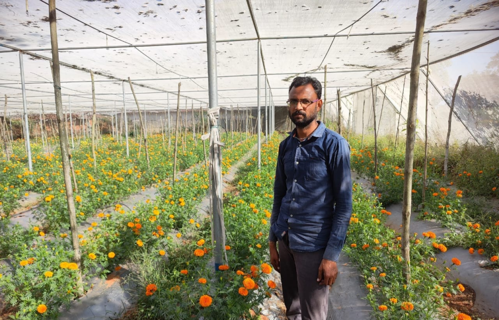 गेंदे की खेती कम लागत में ज्यादा मुनाफा 2 image 19