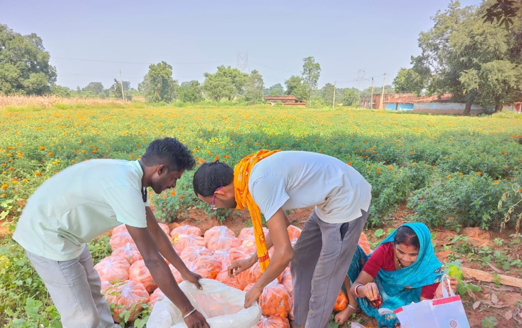 गेंदे की खेती कम लागत में ज्यादा मुनाफा 3 image 20