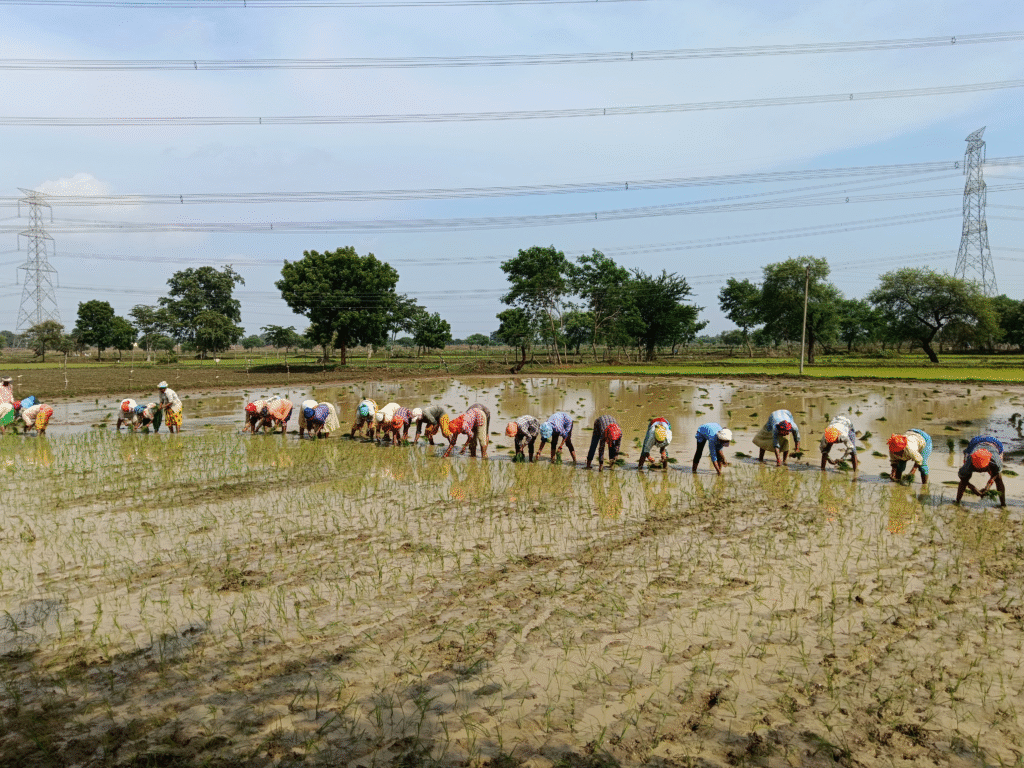 अंचल में रोपाई कार्य जोरों पर, किसानों में दिखा उत्साह 2 image 1