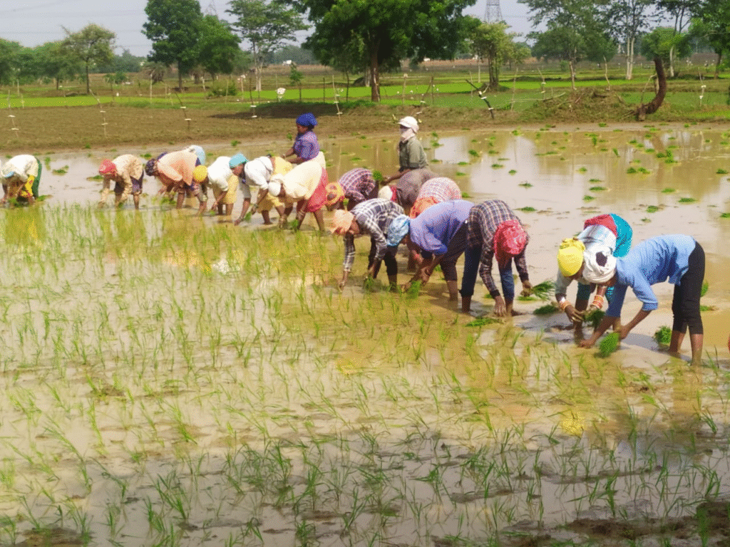 अंचल में रोपाई कार्य जोरों पर, किसानों में दिखा उत्साह 1 image